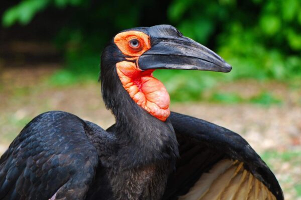The “bird of inspiration” Behind iNsingizi’s Name