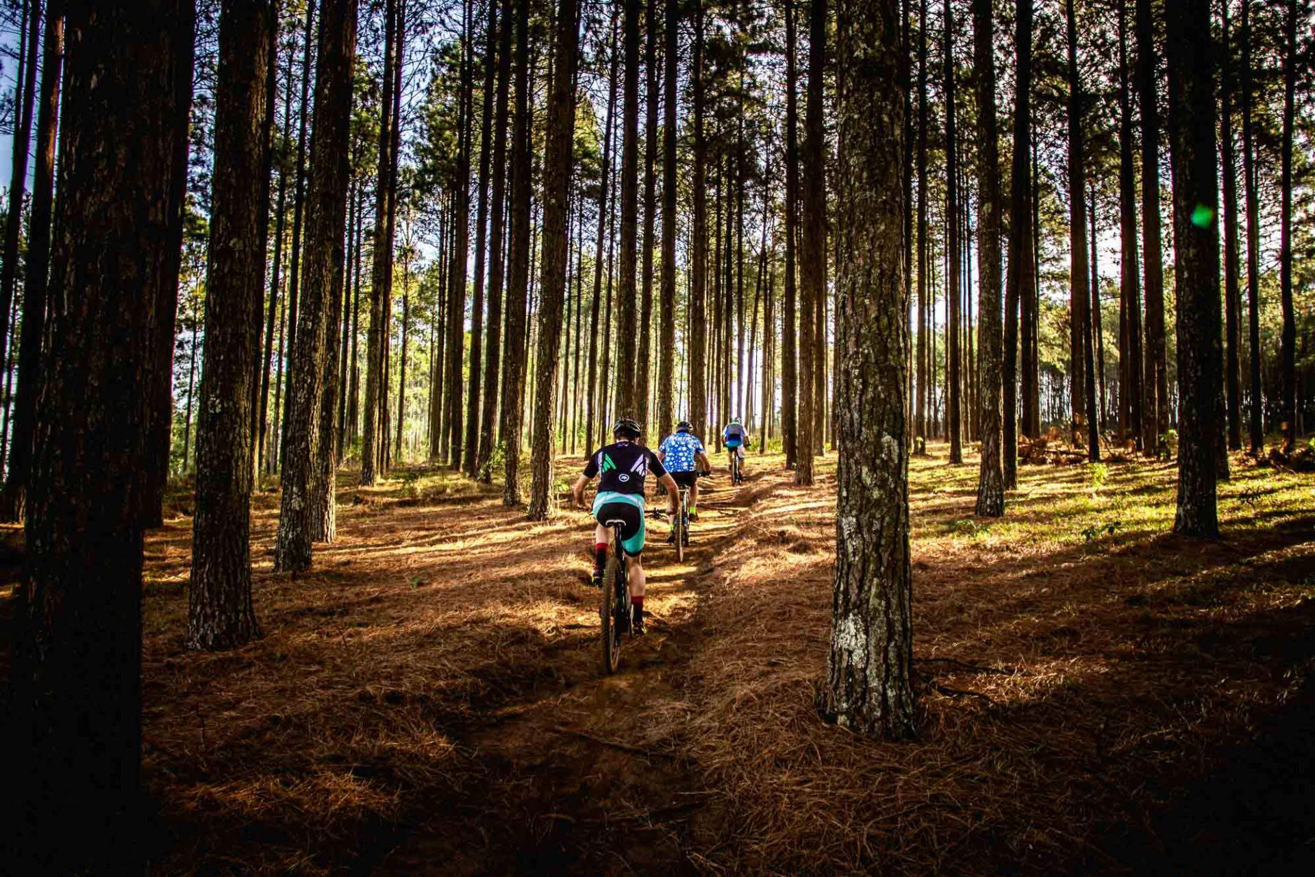 mountain bike in forest