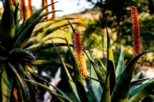 INSINGIZI UNITY DAY EVENT – Saturday, 25 September 2021